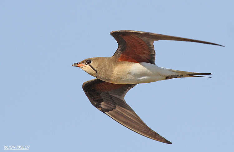 .Collared Pratincole  Glareola pratincola , Mevo Hama Golan heights , June 2013. Lior Kislev